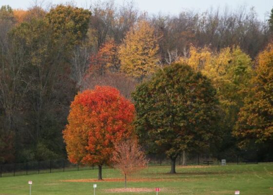 6 Scenic Roads in Akron for Foliage and Food Stops- Fall Leaves Are Turning