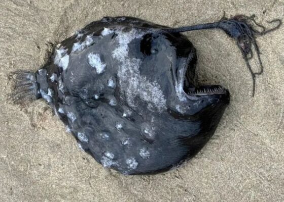 Alien-Like Fish Washes Up on Oregon Beach- Local Experts in Awe